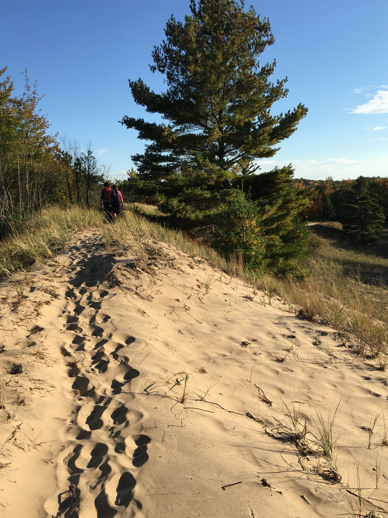 Path in Nordic Dunes